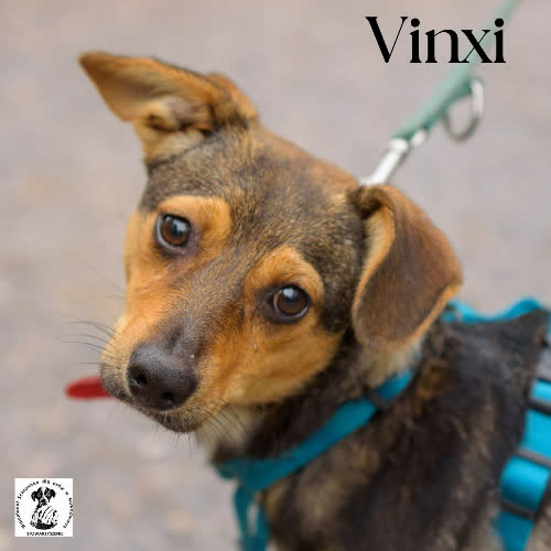 Psy ze schroniska do adopcji Vinxi
