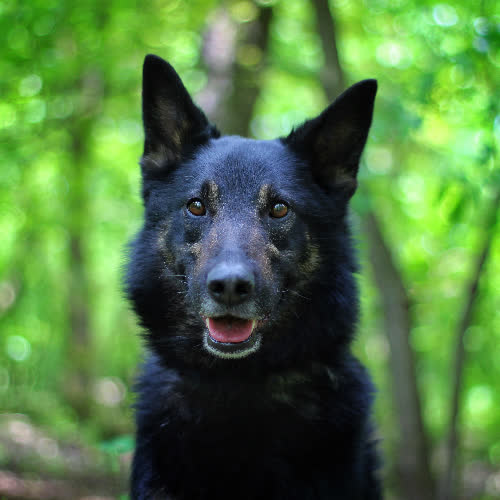 Psy ze schroniska do adopcji Enzo