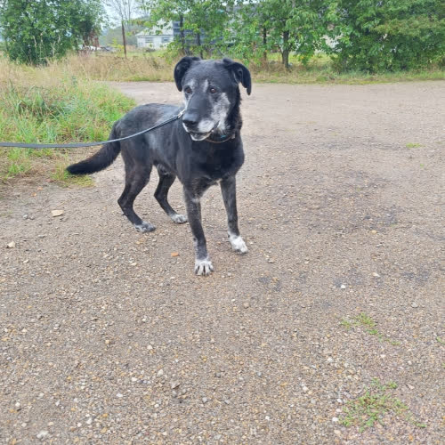 Psy ze schroniska do adopcji ODYN