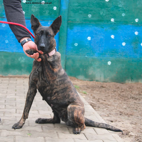 Psy ze schroniska do adopcji Lady