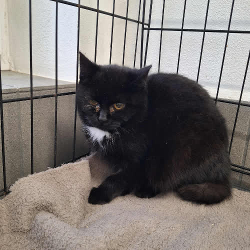 Koty ze schroniska do adopcji A126