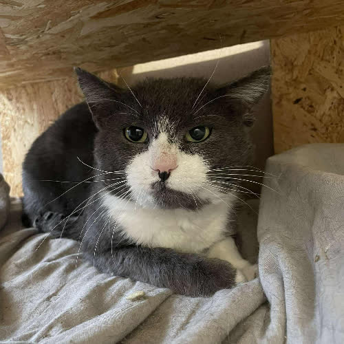 Koty ze schroniska do adopcji A94