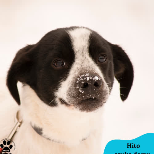 Psy ze schroniska do adopcji Hito