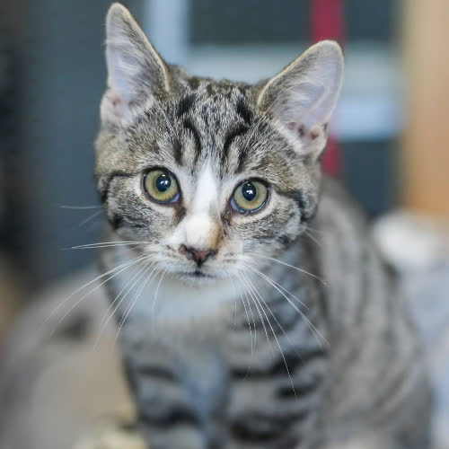 Koty ze schroniska do adopcji Książę 