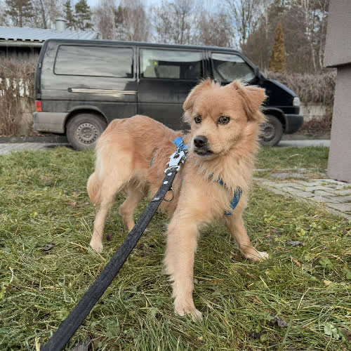 Psy ze schroniska do adopcji Rysiu