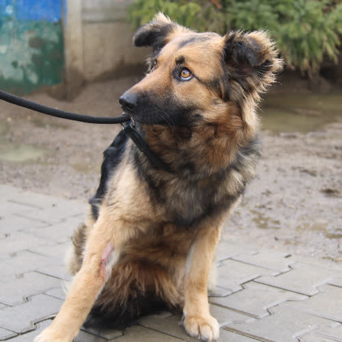 Psy ze schroniska do adopcji Nana