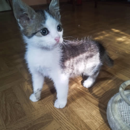 Kotek
