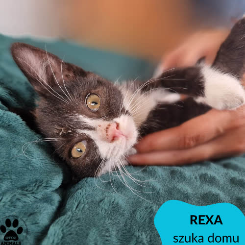 Rexa