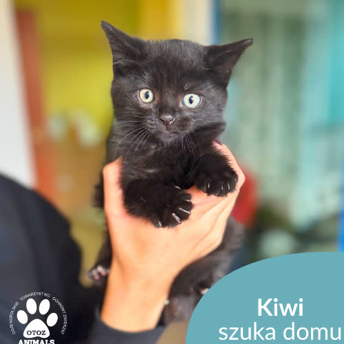 Koty ze schroniska do adopcji Kiwi