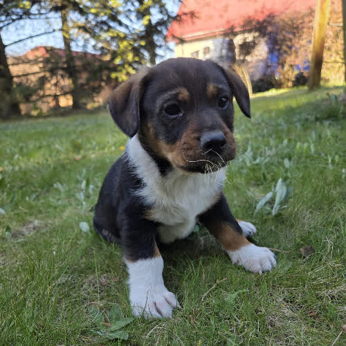 Tobi