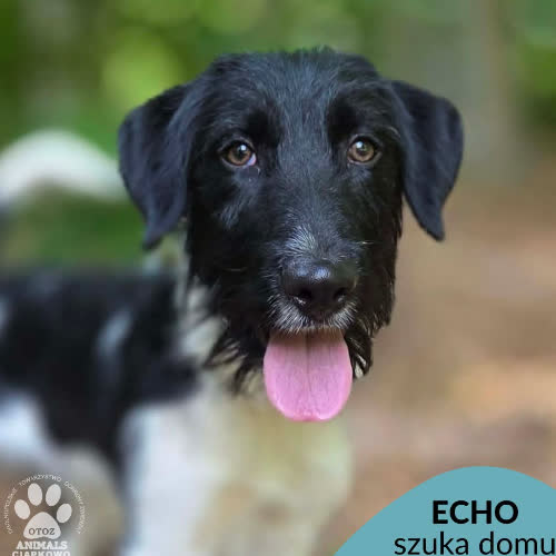 Echo