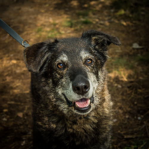 Psy ze schroniska do adopcji Bruno
