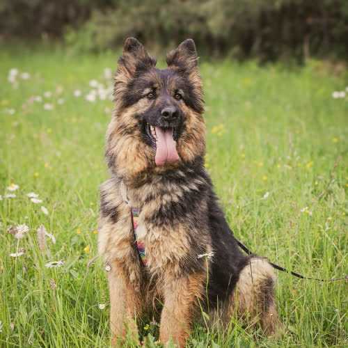 Psy ze schroniska do adopcji KSENA