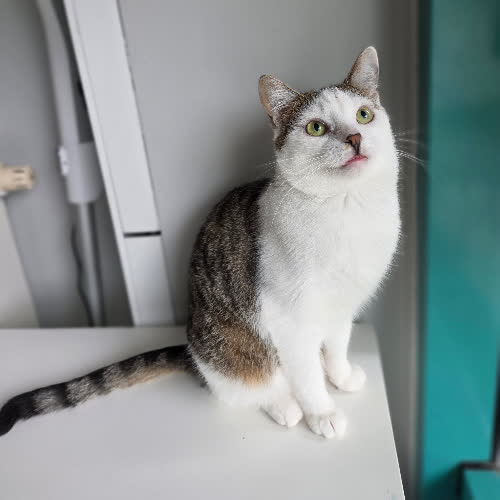 Koty ze schroniska do adopcji Hedwiga
