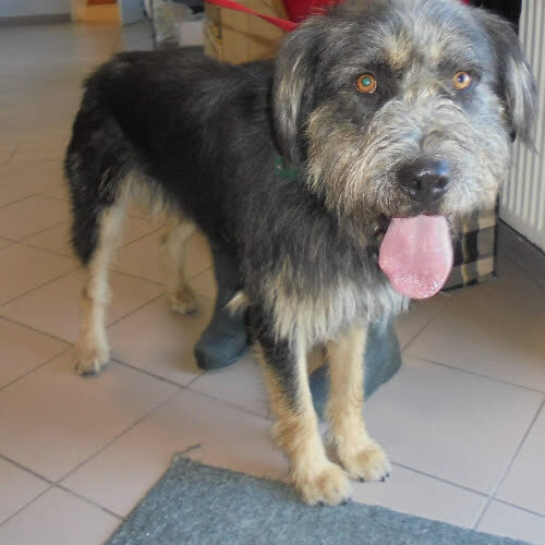 Psy ze schroniska do adopcji Kori