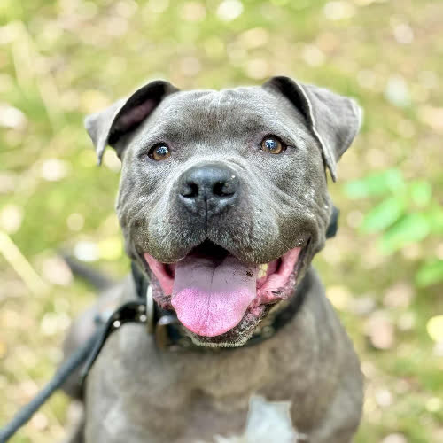 Psy ze schroniska do adopcji Bosman