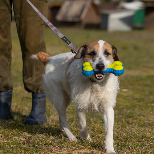 Psy ze schroniska do adopcji Boston terier