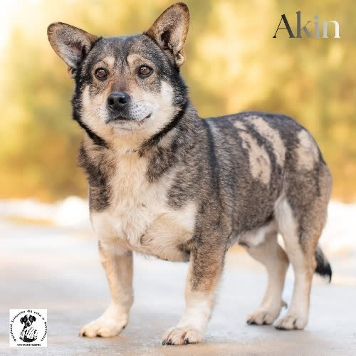 Psy ze schroniska do adopcji  poczciwy AKIN