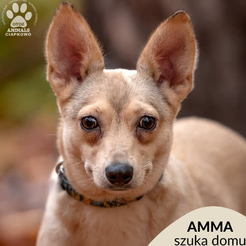 Amma