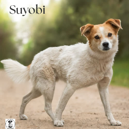 łagodna SUYOBI 