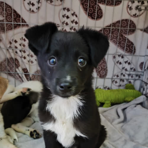 Psy ze schroniska do adopcji Astro