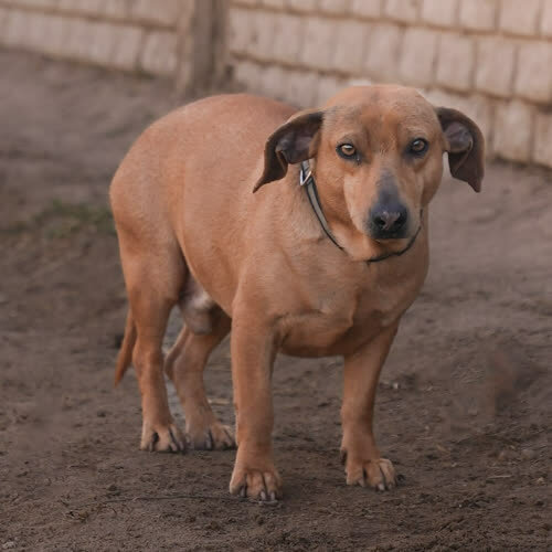 Psy ze schroniska do adopcji Rebus