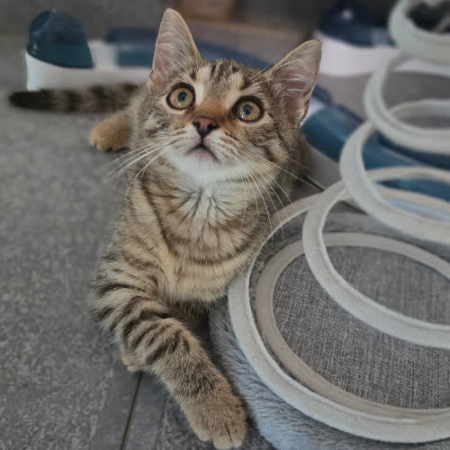 Koty ze schroniska do adopcji IKEA