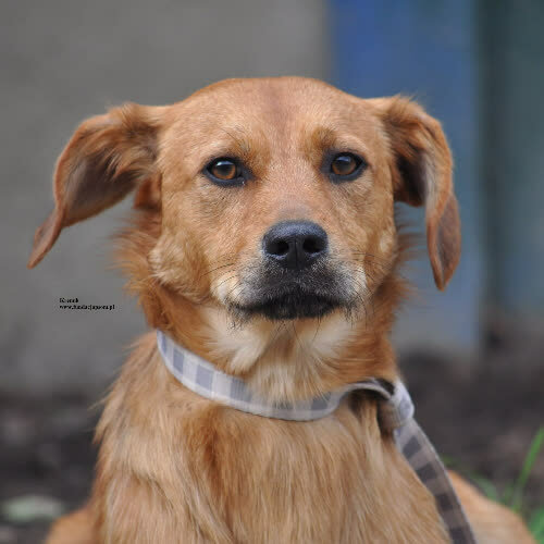 Psy ze schroniska do adopcji Kremik