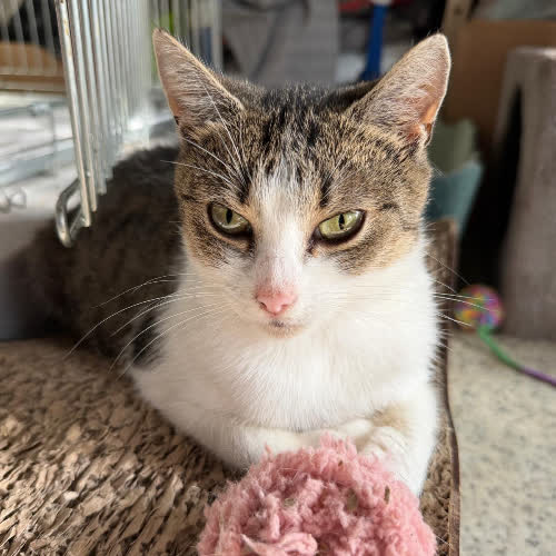 Koty ze schroniska do adopcji Kasia