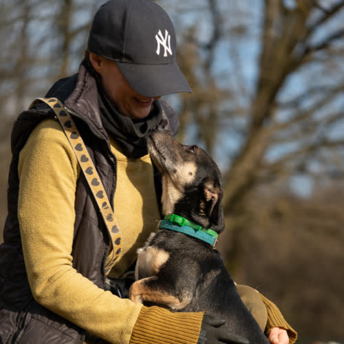 Psy ze schroniska do adopcji Żurek 