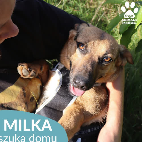 Psy ze schroniska do adopcji Milka