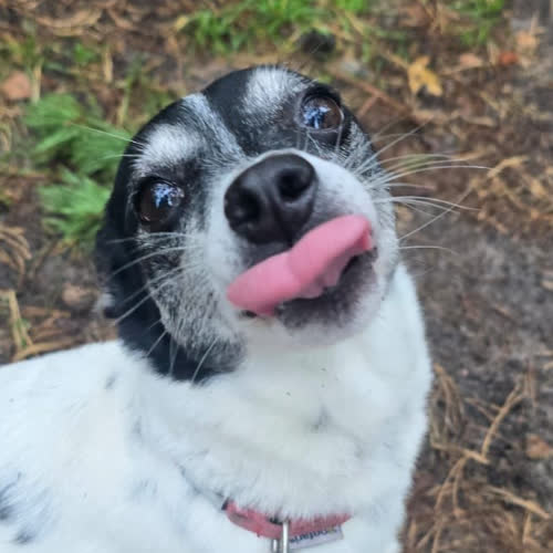 Psy ze schroniska do adopcji Monia