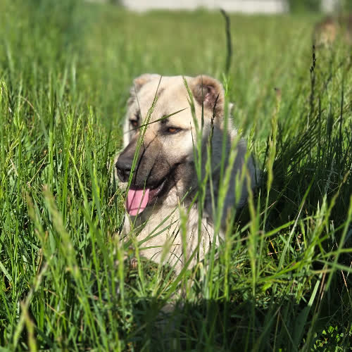 Psy ze schroniska do adopcji STAŚ