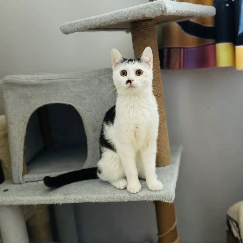 Koty ze schroniska do adopcji Pigwa