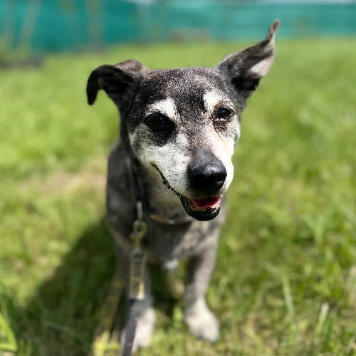 Psy ze schroniska do adopcji Rokiś