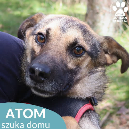 Psy ze schroniska do adopcji Atom