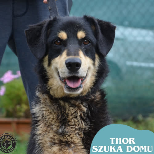 Psy ze schroniska do adopcji THOR