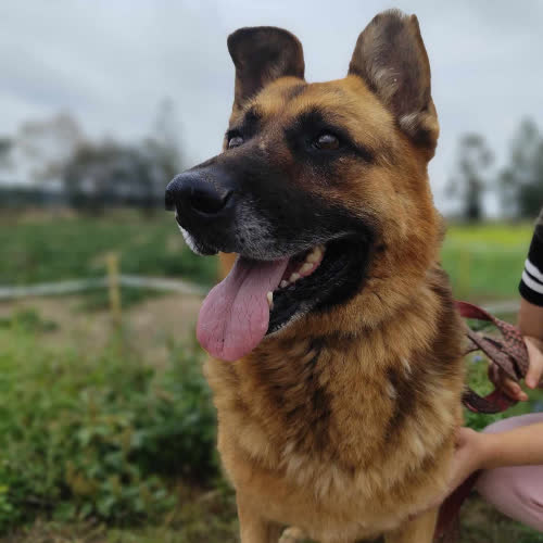 Psy ze schroniska do adopcji Wiesio