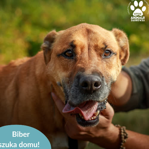 Psy ze schroniska do adopcji Biber