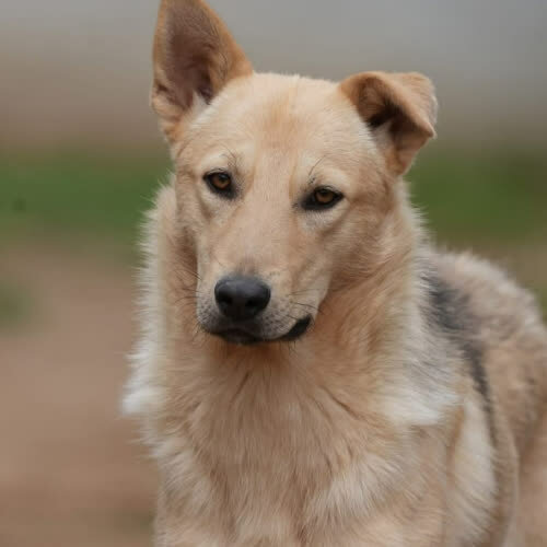 Psy ze schroniska do adopcji Kaspian