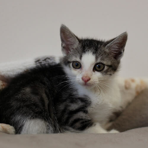 Koty ze schroniska do adopcji Malcolm