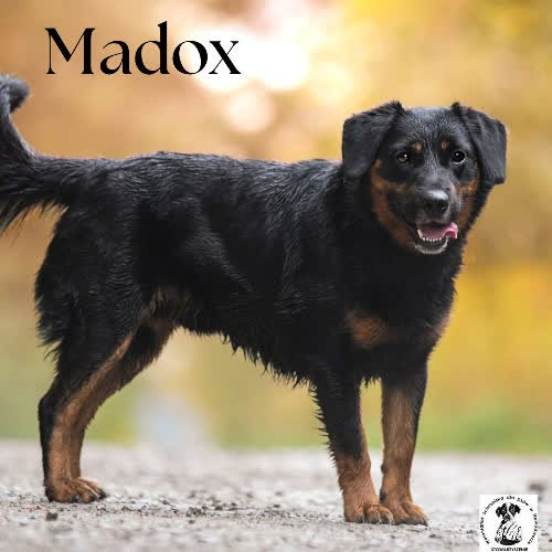 Psy ze schroniska do adopcji Madox