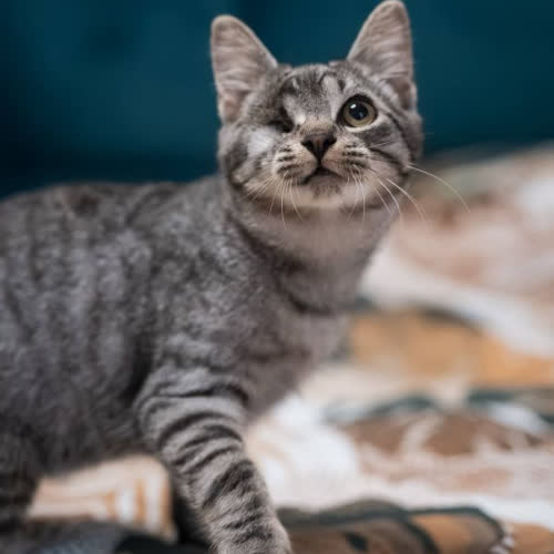 Koty ze schroniska do adopcji Moosy