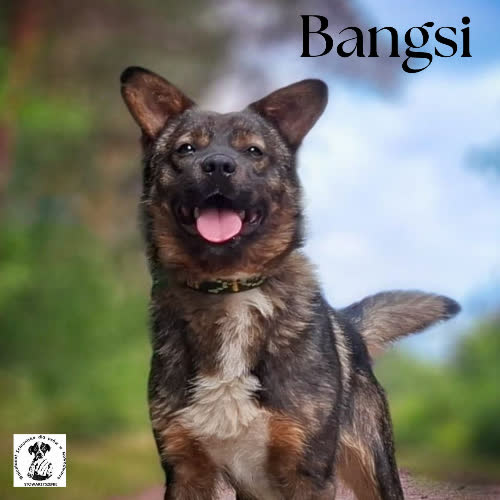Psy ze schroniska do adopcji Bangsi