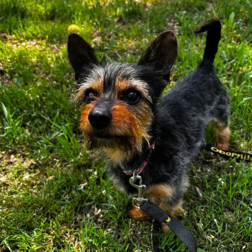 Pongo