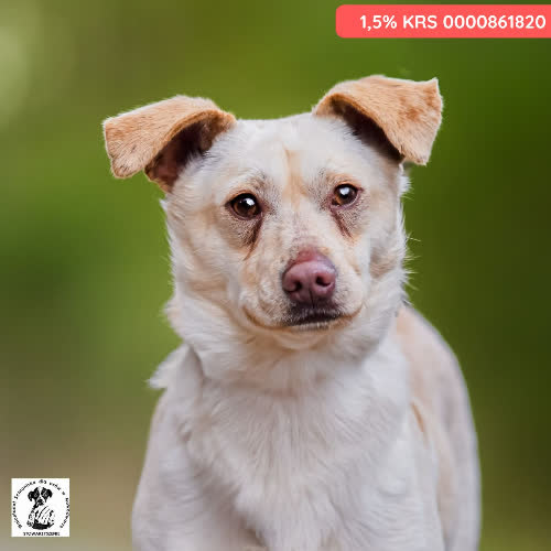 Psy ze schroniska do adopcji Biagi