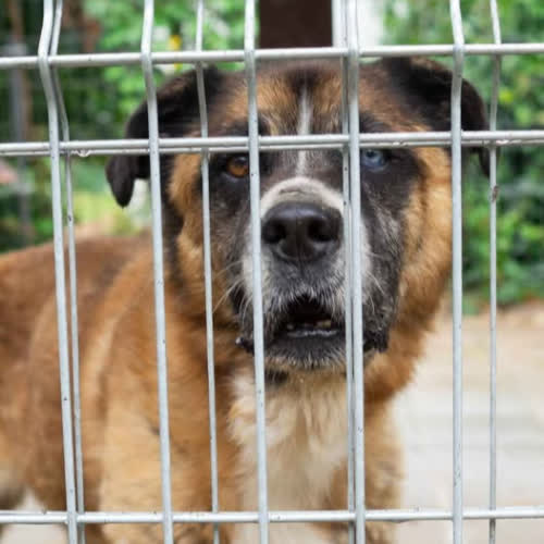 Psy ze schroniska do adopcji Cynamon