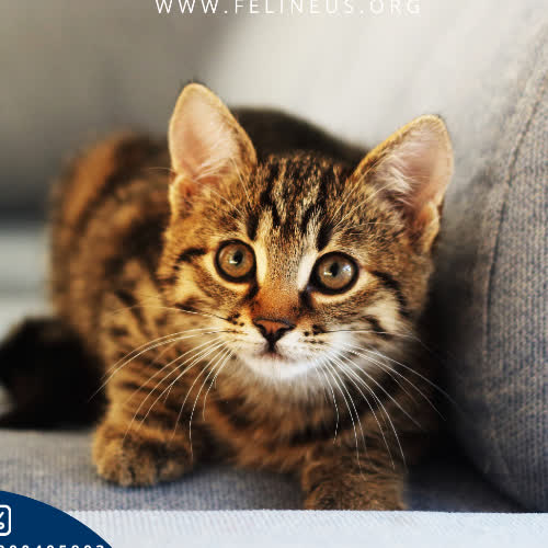 Koty ze schroniska do adopcji Groszek