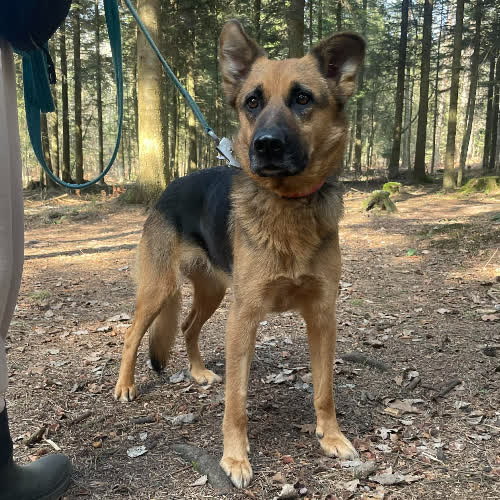 Psy ze schroniska do adopcji Wela