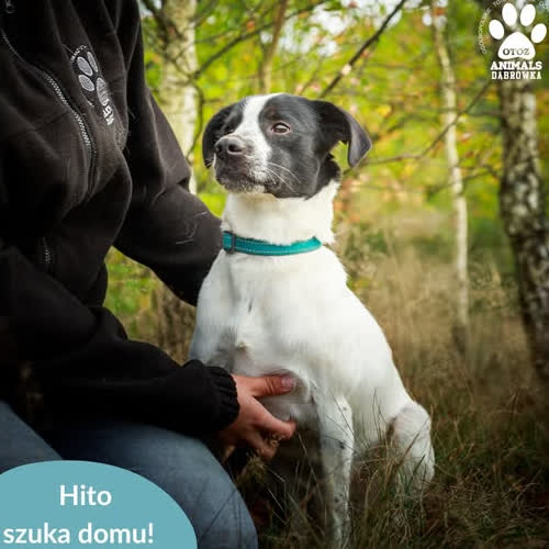 Psy ze schroniska do adopcji Hito
